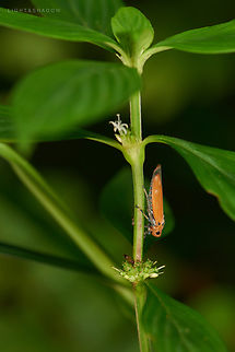 Orange Sharpshooter Bothrogonia addita  Bothrogonia addita,Geotagged,Malaysia,Orange Sharpshooter