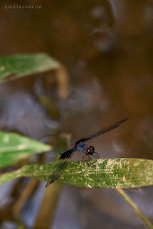 Bark Dragonfly Tyriobapta torrida  Bark Dragonfly,Geotagged,Malaysia,Tyriobapta torrida