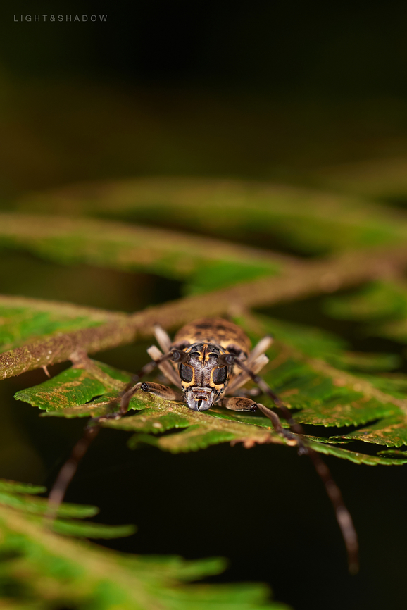 Longhorn Beetle Epepeotes luscus  Epepeotes luscus,Geotagged,Malaysia,epepeotes luscus