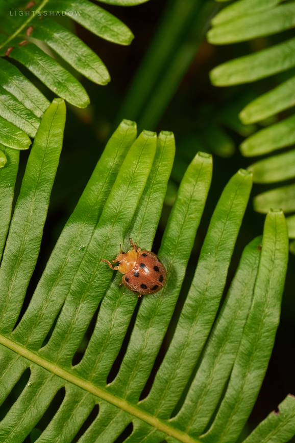 Ladybird Beetle Epilachna indica  Epilachna indica,Geotagged,Henosepilachna indica,Malaysia
