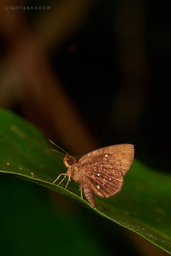 Chestnut Bob Iambrix salsala  Chestnut bob,Geotagged,Iambrix salsala,Malaysia,lambrix salsala