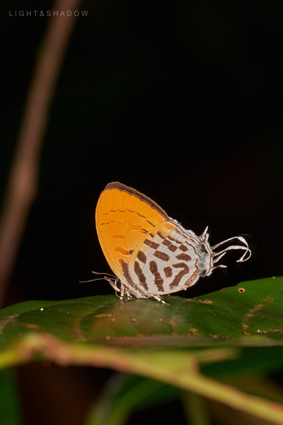 Common Posy Drupadia ravindra  Common Posy,Drupadia ravindra,Geotagged,Malaysia