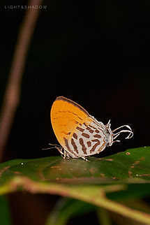 Common Posy Drupadia ravindra  Common Posy,Drupadia ravindra,Geotagged,Malaysia