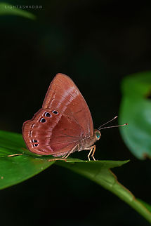 Double Banded Judy Abisara bifasciata  Abisara bifasciata,Double Banded Judy,Double-banded Judy,Geotagged,Malaysia