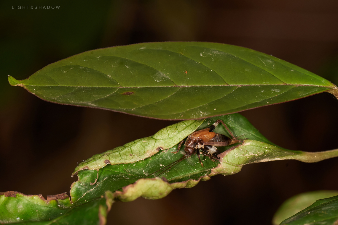 Ground Cricket Dianemobius fascipes  Dianemobius fascipes,Geotagged,Ground Cricket,Malaysia