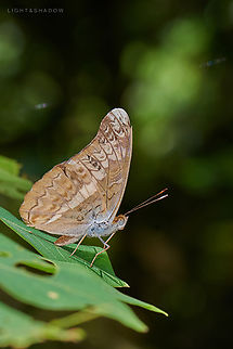 Knight Brush Footed Butterflies Lebadea martha  Brush-footed butterfly,Geotagged,Knight,Lebadea martha,Malaysia
