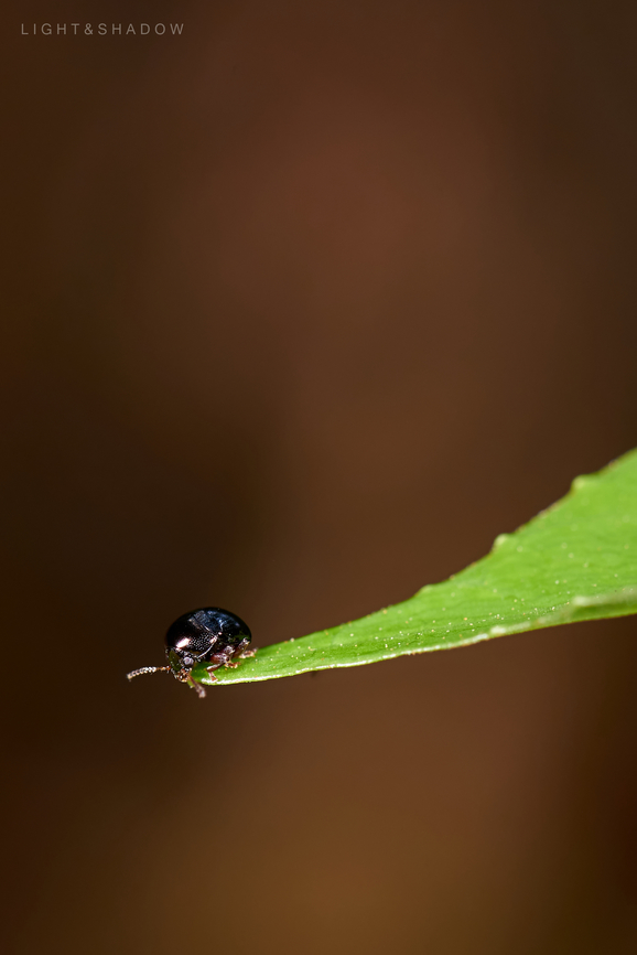 Tiny Leaf Beetles Chrysomelidae  Chrysomelidae,Geotagged,Leaf beetle,Malaysia