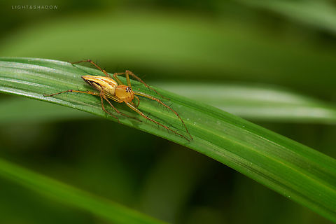 Lean Lynx Spider Oxyopes macilentus  Geotagged,Lean lynx spider,Malaysia,Oxyopes macilentus