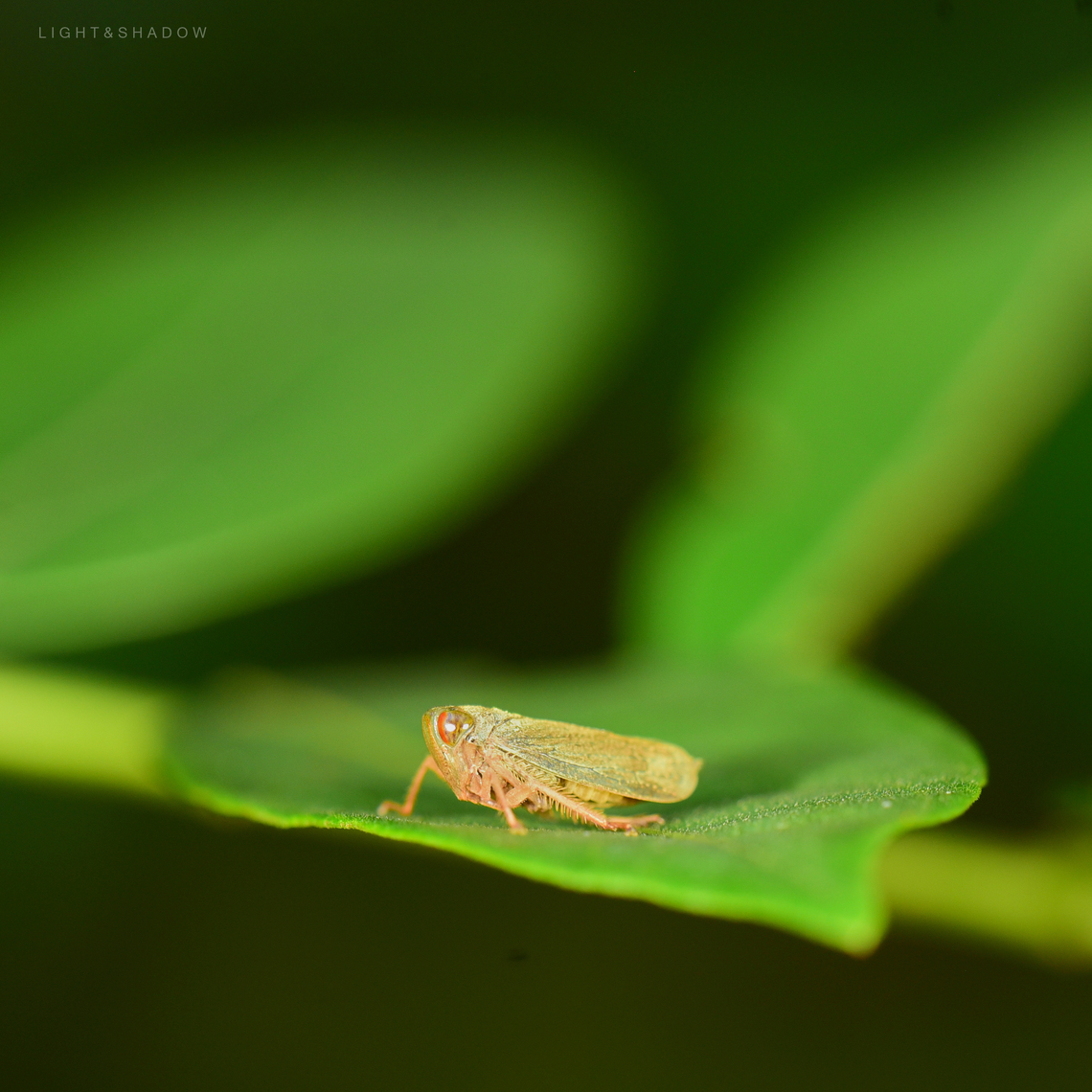 Leafhopper Un(able to)identified leafhopper Geotagged,Leafhopper,Malaysia