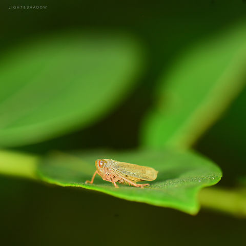 Leafhopper Un(able to)identified leafhopper Geotagged,Leafhopper,Malaysia