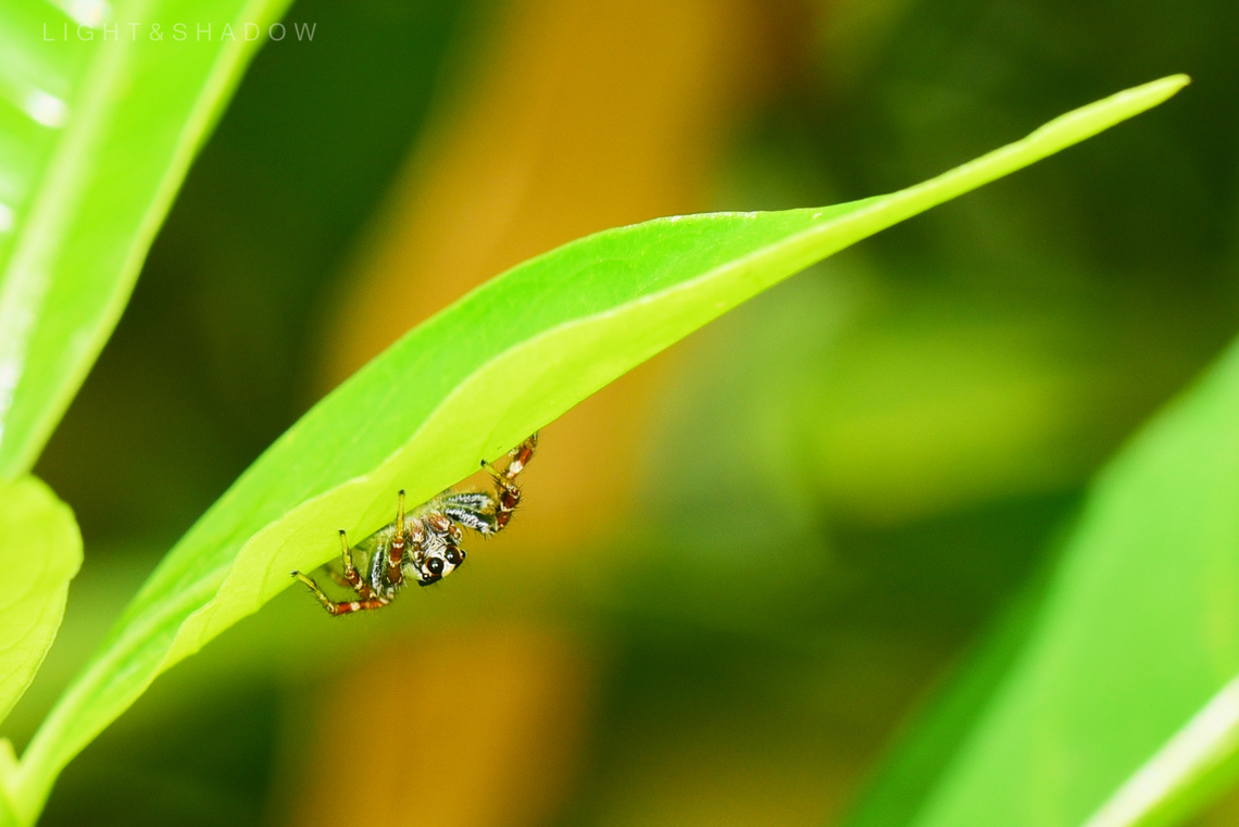 Jolly Telamonia Jumping Spider Telamonia festiva  Geotagged,Jolly Telamonia,Jolly Telamonia Spider,Jumping Spider,Malaysia,Telamonia festiva