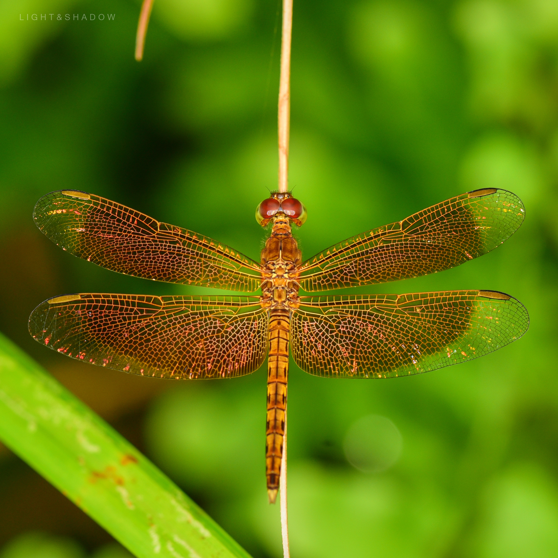 Female Red Grasshawk Neurothemis fluctuans  Geotagged,Malaysia,Neurothemis fluctuans,Red Grasshawk