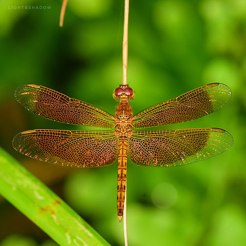 Female Red Grasshawk Neurothemis fluctuans  Geotagged,Malaysia,Neurothemis fluctuans,Red Grasshawk