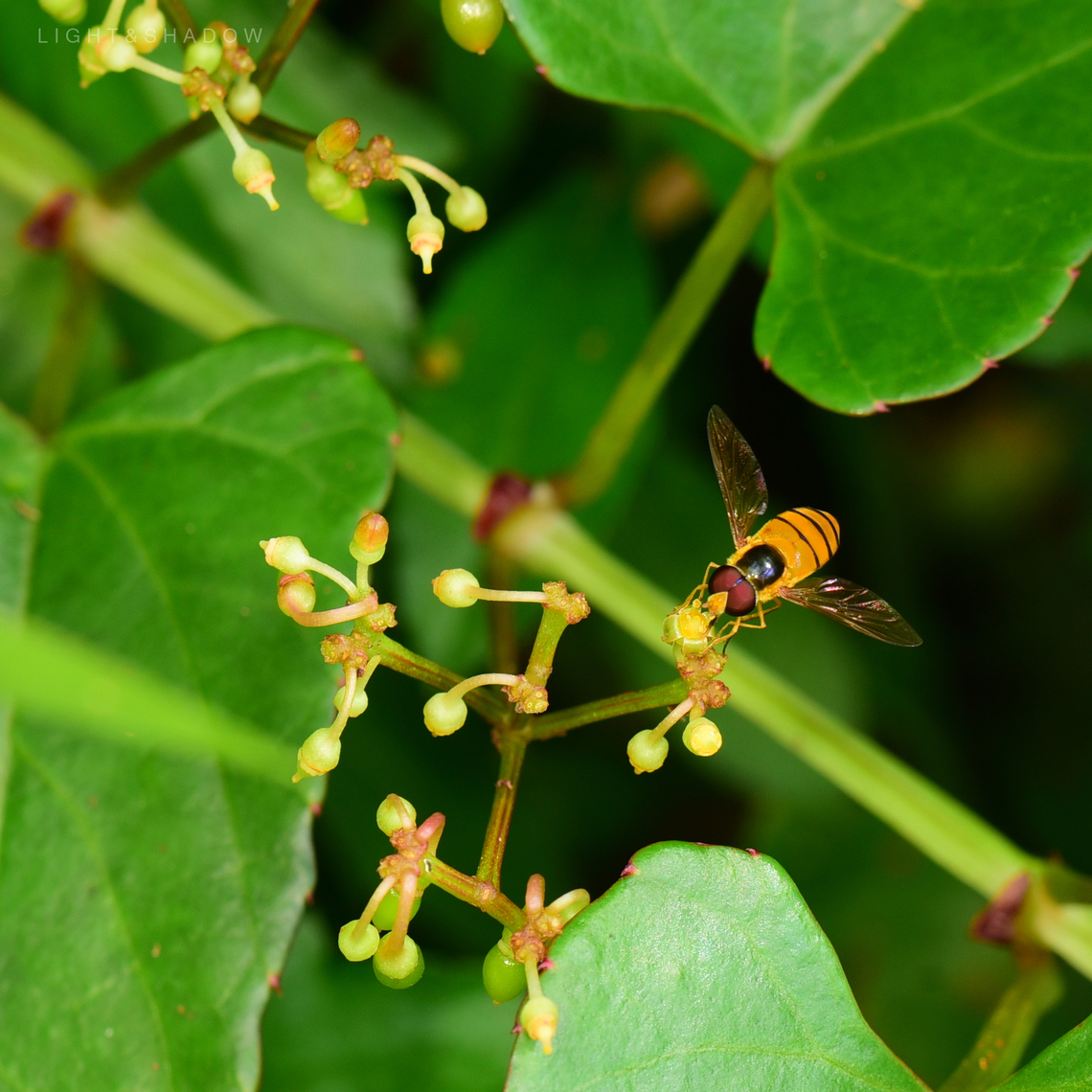 Black-banded Hoverfly Asarkina macquart 2  Geotagged,Malaysia,asarkina macquart,black-banded hoverfly,hoverfly