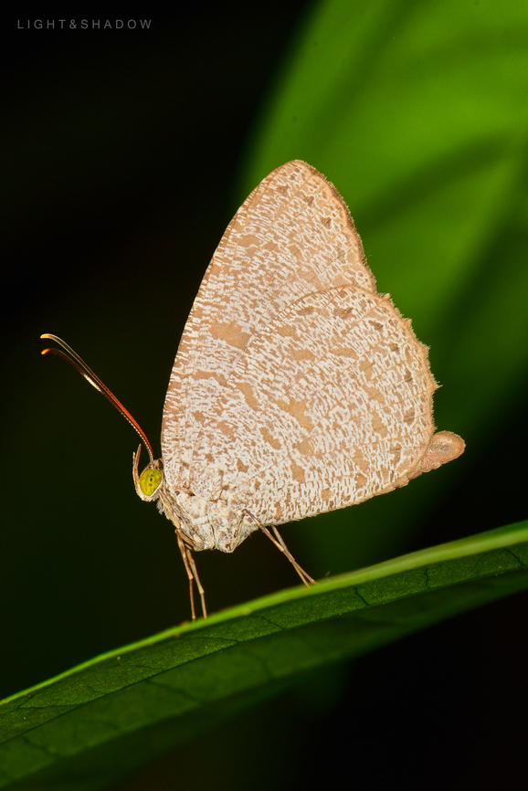 Common Darkie Allotinus horsfieldi permagus  Allotinus horsfieldi,Common darkie,Geotagged,Malaysia