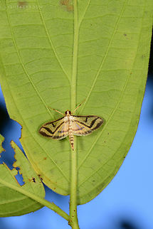 Crambid Snout Moth Unable to get scientific name Crambid Snout Moths,Geotagged,Malaysia,Perisyntrocha anialis