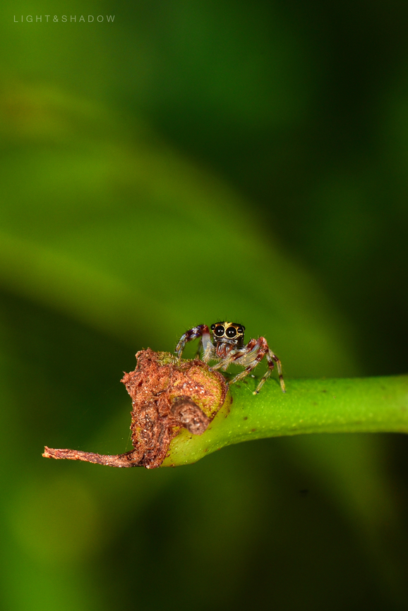 Jolly Telamonia Jumping Spider Telamonia festiva 3  Geotagged,Jolly Telamonia,Malaysia,Telamonia festiva