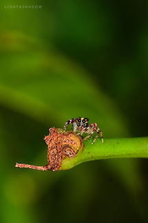 Jolly Telamonia Jumping Spider Telamonia festiva 3  Geotagged,Jolly Telamonia,Malaysia,Telamonia festiva
