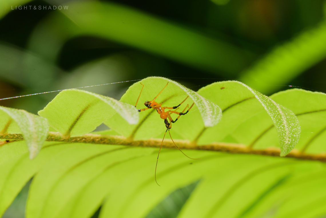 Yellow Assassin Bug Cosmolestes picticeps 5 This fellow taking shade under hot sun Cosmolestes picticeps,Geotagged,Malaysia,assassin bug