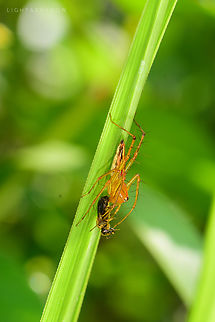 Lean Lynx Spider Oxyopes macilentus 3 A prey that looks like a honeybee Geotagged,Lean lynx spider,Malaysia,Oxyopes macilentus