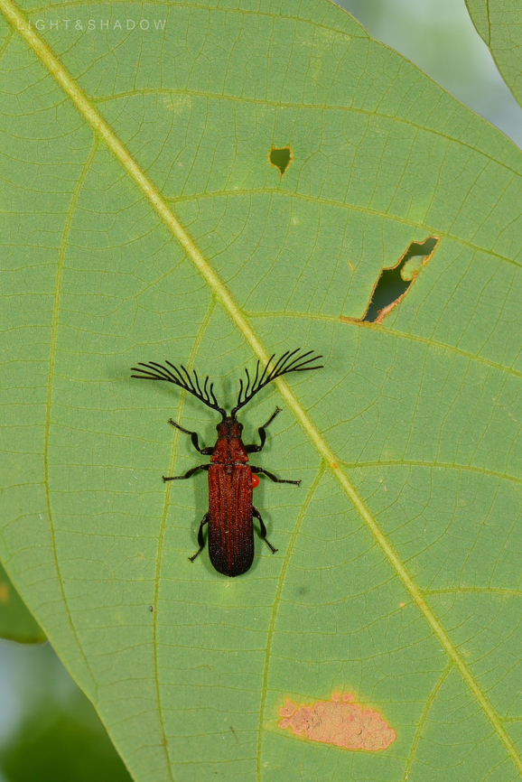 Beetle - Simianus cf. pyrochroides A side the staghorn-like antenna, all search point me to golden net-winged beetle, genus Dictyoptera. And the red-orange orb extrudes out from bottom of its abdomen, is it egg, is it parasite?  Dictyoptera,Geotagged,Malaysia,Simianus,Simianus cf. pyrochroides,Simianus pyrochroides