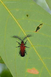 Beetle - Simianus cf. pyrochroides A side the staghorn-like antenna, all search point me to golden net-winged beetle, genus Dictyoptera. And the red-orange orb extrudes out from bottom of its abdomen, is it egg, is it parasite?  Dictyoptera,Geotagged,Malaysia,Simianus,Simianus cf. pyrochroides,Simianus pyrochroides