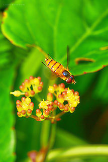 Hovering Hoverfly Black Banded Hoverfly, Asarkina genus, caught hovering on flowers Asarkina porcina,Geotagged,Malaysia,asarkina macquart