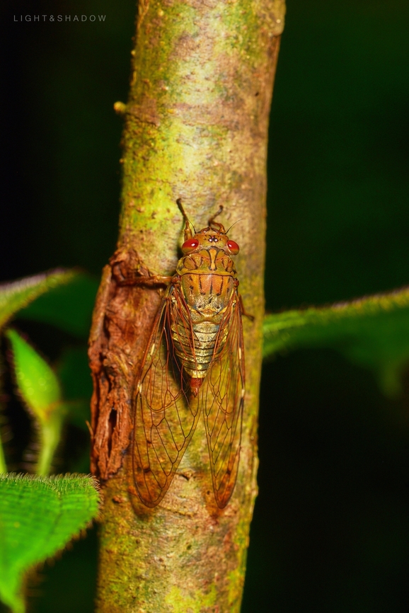 Unknown Cicada Unable to identify Cicada,Geotagged,Malaysia