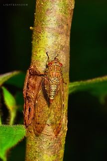 Unknown Cicada Unable to identify Cicada,Geotagged,Malaysia