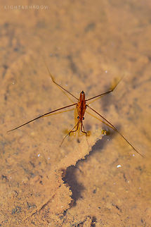 Pond skater, Malaysia  Common pond skater,Geotagged,Gerris lacustris,Malaysia