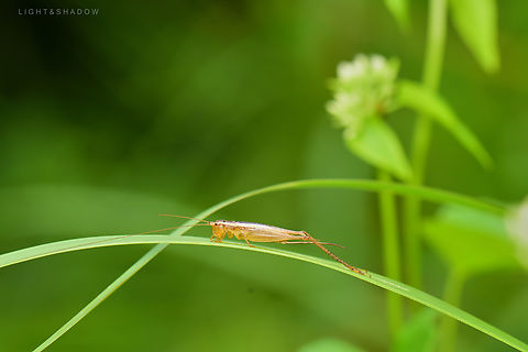 Unknown grasshopper not even sure if this is katydid or cricket Geotagged,Malaysia