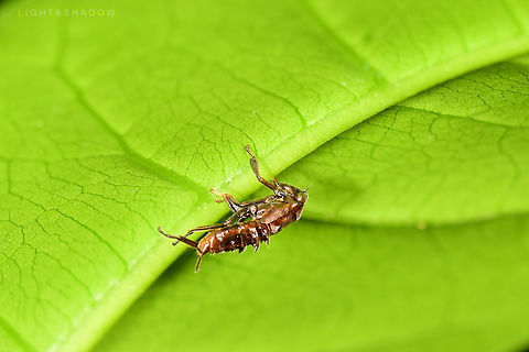 Leafhopper suspect is a nymph of leafhopper for the look of the face and the slightly crooked tail. Geotagged,Leafhopper,Malaysia