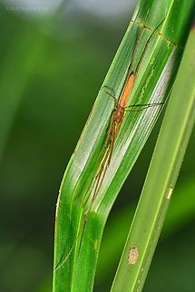 Long Jaw Spider Tetragnatha hasselti resized  Geotagged,Malaysia,Tetragnatha hasselti