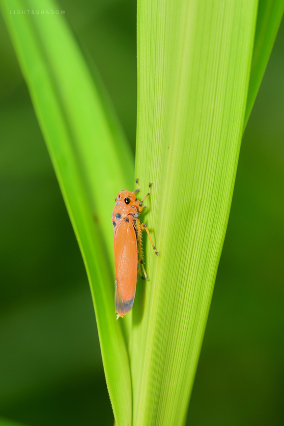 Orange Sharpshooter Bothrogonia addita 3  Bothrogonia addita,Geotagged,Malaysia,Orange Sharpshooter,Sharpshooter