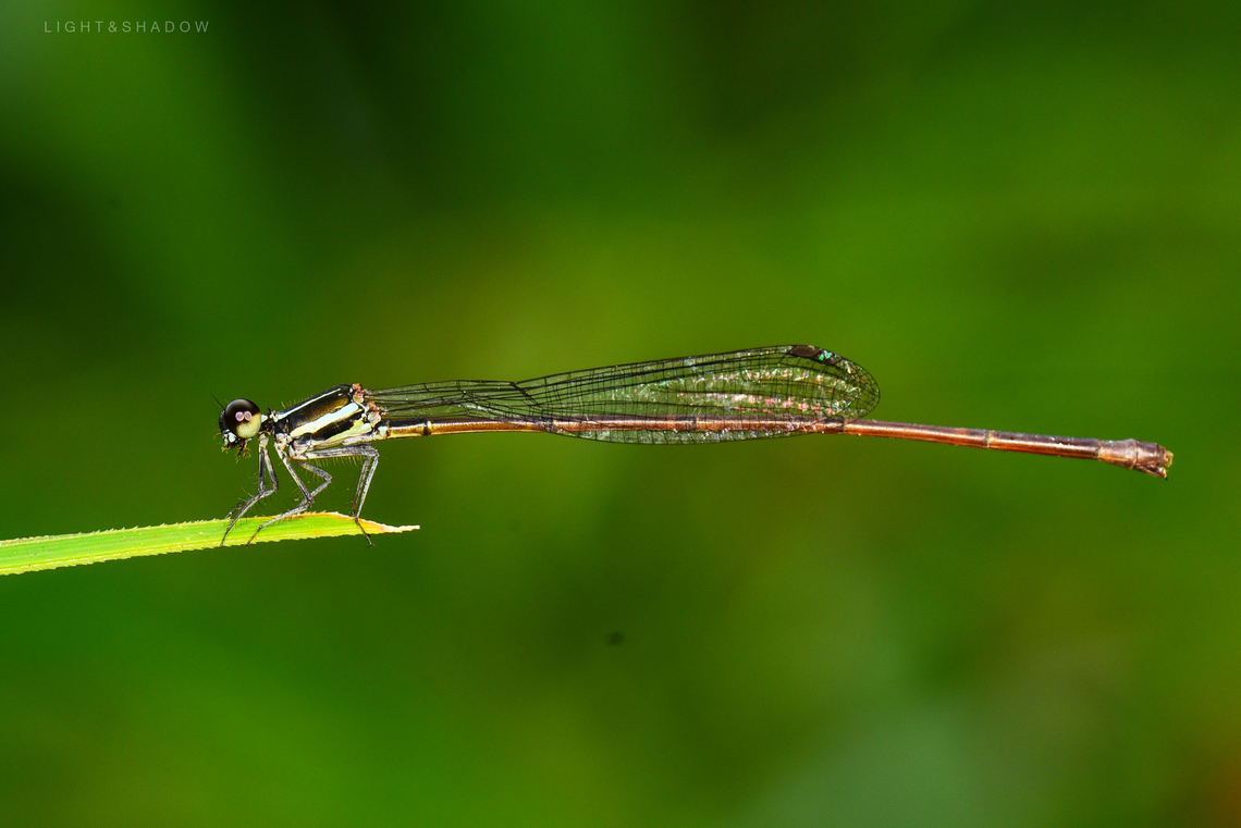 Crescent Threadtail, female  Crescent Threadtail,Geotagged,Malaysia,Prodasineura notostigma