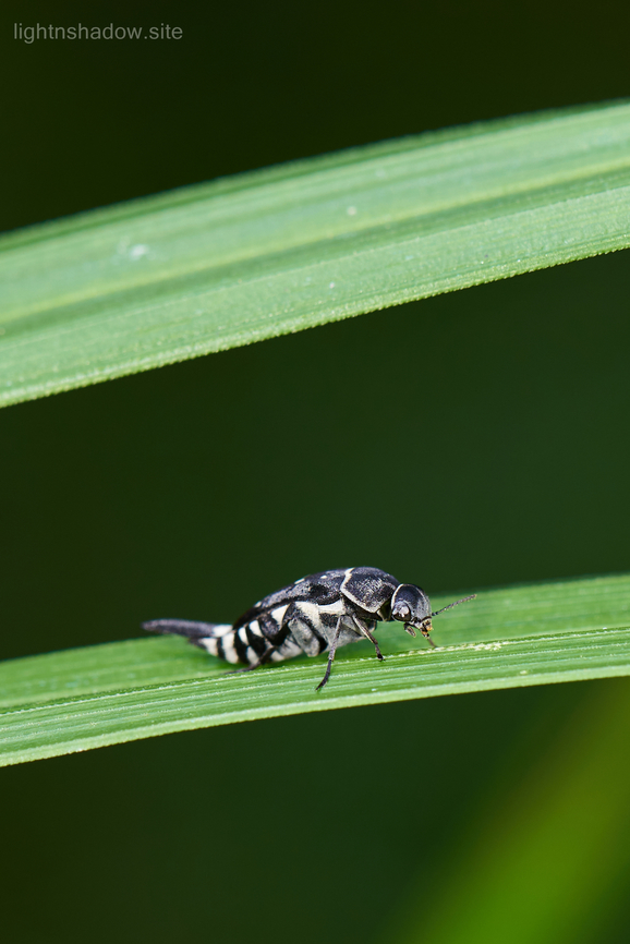 Tumbling Flower Beetle - Hoshihananomia sp.  Geotagged,Malaysia