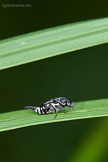 Tumbling Flower Beetle - Hoshihananomia sp.  Geotagged,Malaysia