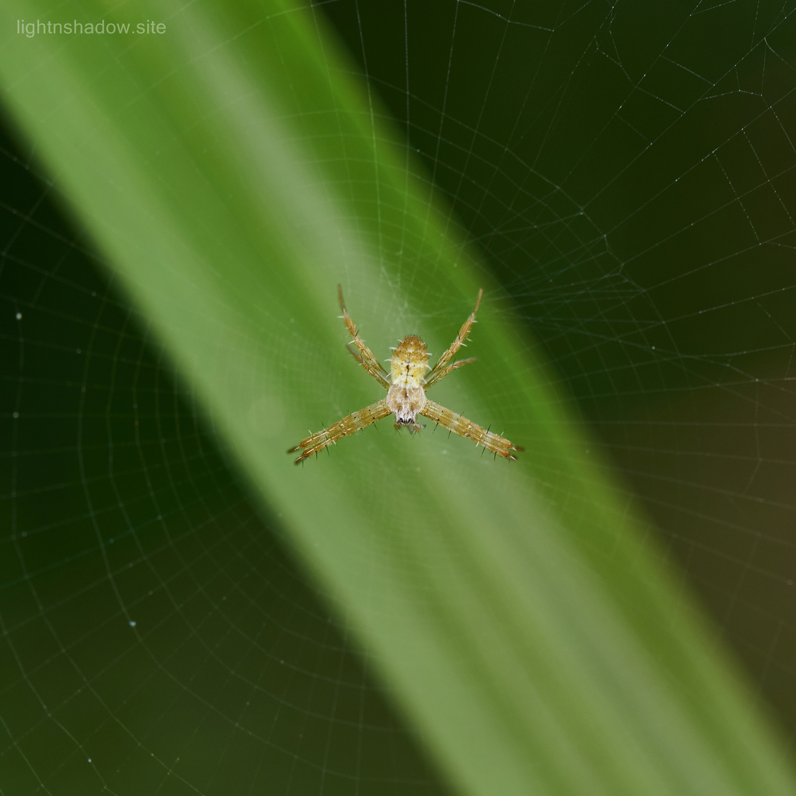 Cross Spider Argiope A tidy cross spider, seen near to the position I shot a "Argiope versicolor" few months ago, reasonable guess it's the same species? Argiope,Argiope versicolor,Geotagged,Malaysia,cross spider