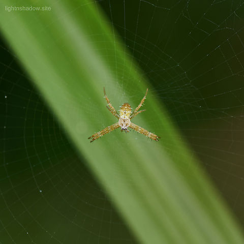 Cross Spider Argiope A tidy cross spider, seen near to the position I shot a "Argiope versicolor" few months ago, reasonable guess it's the same species? Argiope,Argiope versicolor,Geotagged,Malaysia,cross spider