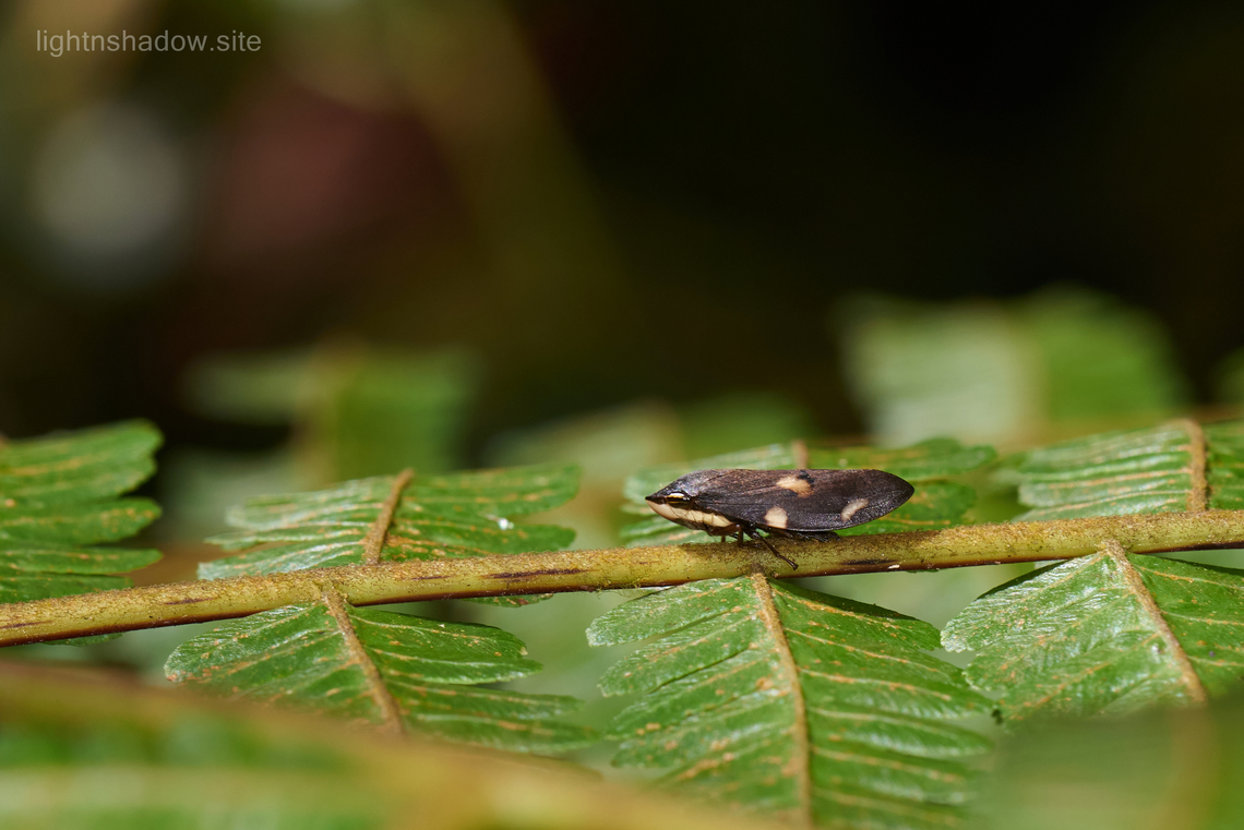 Spittlebug The closest I can identify is Clovia genus. Geotagged,Malaysia,Spittlebug,clovia