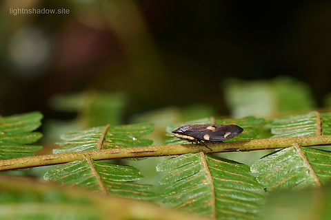 Spittlebug The closest I can identify is Clovia genus. Geotagged,Malaysia,Spittlebug,clovia