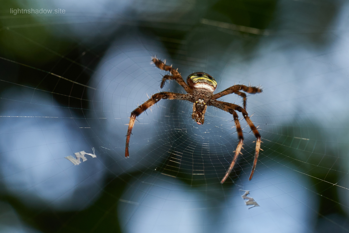 Cross Spider Argiope versicolor Feasting on a, probably, fly. Argiope versicolor,Geotagged,Malaysia,Multi-coloured Saint Andrew's Cross Spider,cross spider