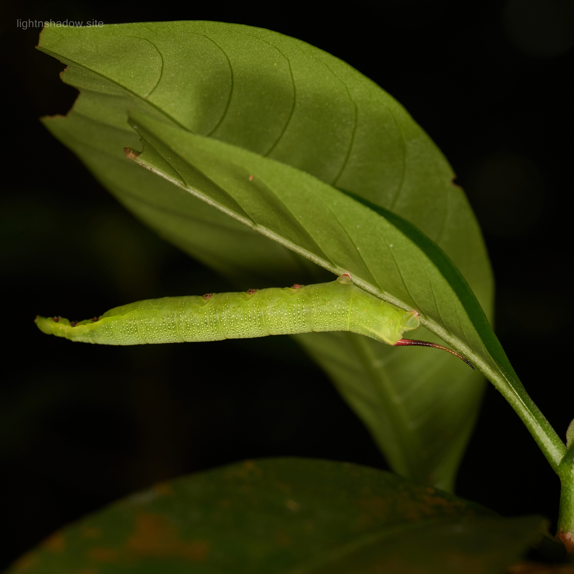 Caterpillar unknown type caterpillar, and seems I mixed up the head and tail. Caterpillar,Geotagged,Malaysia