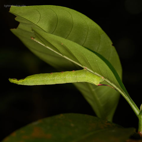 Caterpillar unknown type caterpillar, and seems I mixed up the head and tail. Caterpillar,Geotagged,Malaysia