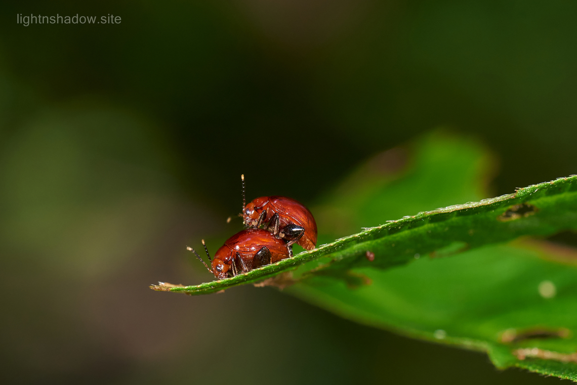 Flea Beetle Chabria angulicollis 2  Chabria angulicollis,Geotagged,Malaysia,flea beetle