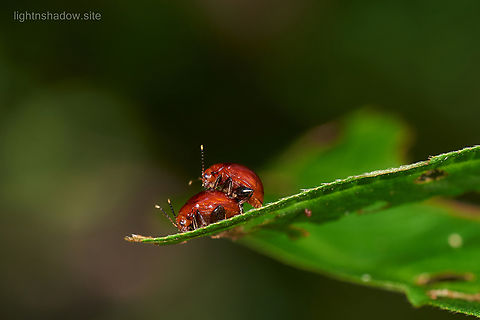 Flea Beetle Chabria angulicollis 2  Chabria angulicollis,Geotagged,Malaysia,flea beetle