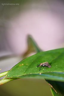 Gas Mask Fly Thinking of RAF Special Air Services Geotagged,Malaysia,gas mask fly