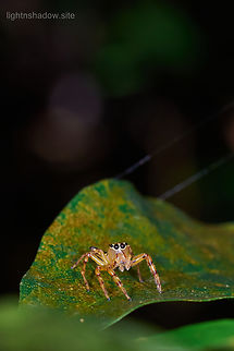 Jolly Telamonia Jumping Spider Telamonia festiva 8  Geotagged,Jolly Telamonia,Jolly Telamonia Spider,Malaysia,Telamonia festiva
