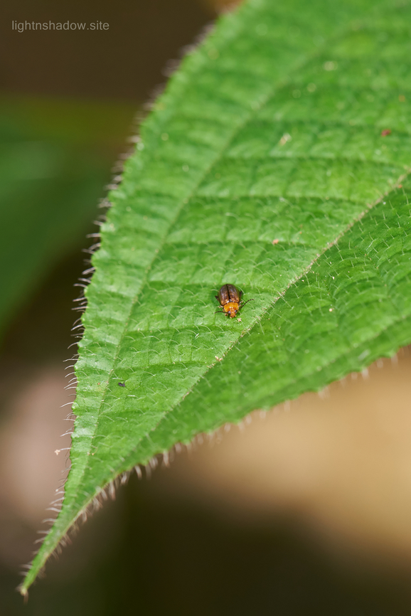 Leaf Beetle Aulacophora nigripennis Please enlarge Geotagged,Leaf beetle,Malaysia