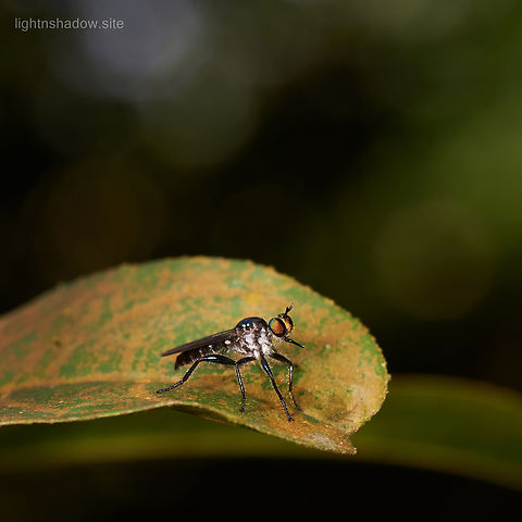 Robber Fly Alcimus tristrigatus  Geotagged,Malaysia,robber Fly